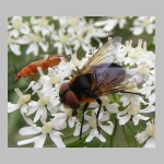 Phasia hemiptera - Raupenfliege w01.jpg